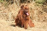 SPITZ ALLEMAND 501